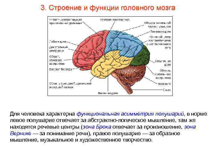    3. Строение и функции головного мозга Для человека характерна функциональная асимметрия