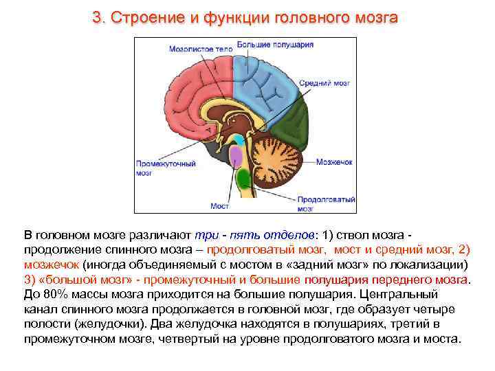    3. Строение и функции головного мозга В головном мозге различают три