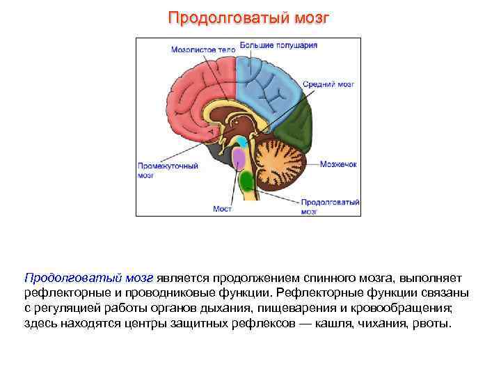      Продолговатый мозг является продолжением спинного мозга, выполняет рефлекторные и