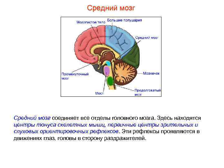      Средний мозг соединяет все отделы головного мозга. Здесь находятся