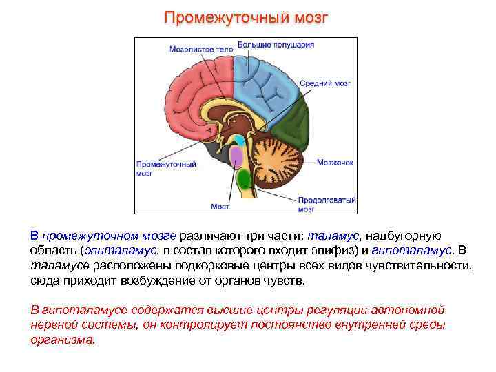      Промежуточный мозг В промежуточном мозге различают три части: таламус,