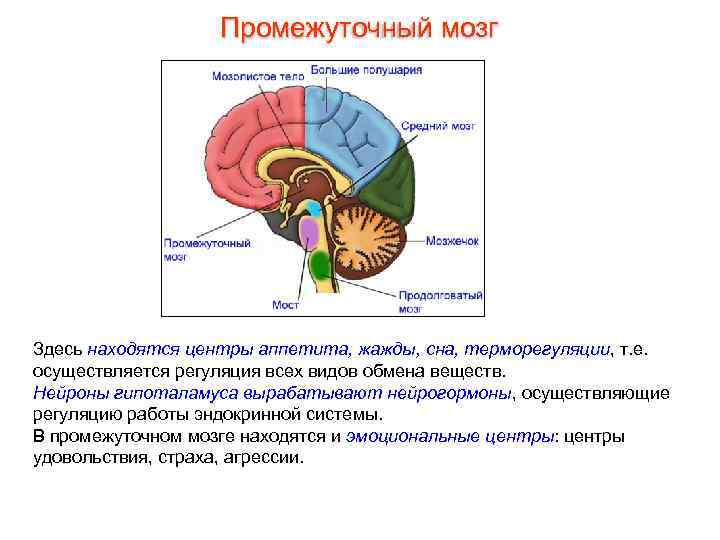 Центр голода в головном мозге. Нейроэндокринная система головного мозга. Промежуточный мозг. Центры промежуточного мозга. Эндокринные железы промежуточного мозга.