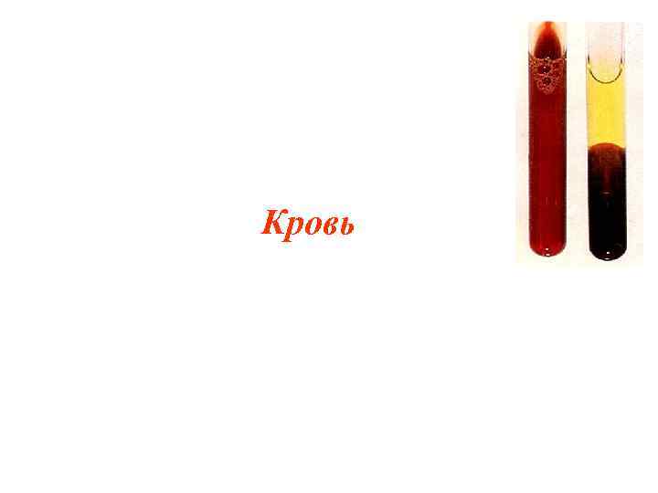 Кровь 