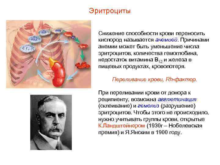 Эритроциты  Снижение способности крови переносить  кислород называется анемией. Причинами  анемии может