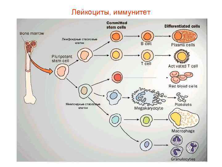  Лейкоциты, иммунитет  Лимфоидные стволовые   клетки  Миелоидные стволовые  клетки