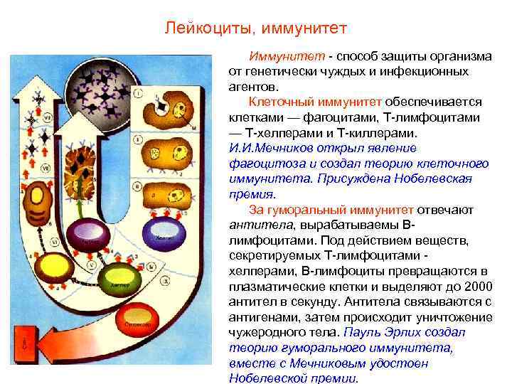 Лейкоциты, иммунитет  Иммунитет - способ защиты организма   от генетически чуждых и