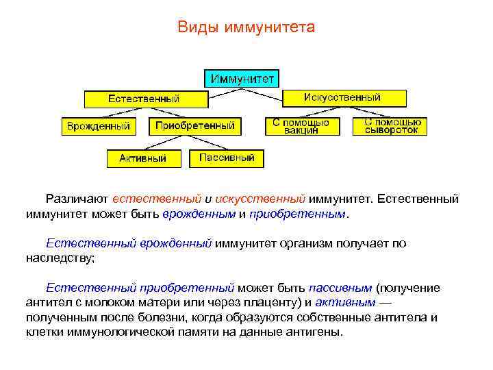     Виды иммунитета  Различают естественный и искусственный иммунитет. Естественный иммунитет