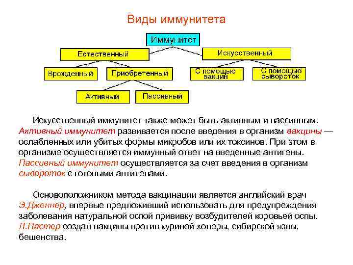     Виды иммунитета  Искусственный иммунитет также может быть активным и
