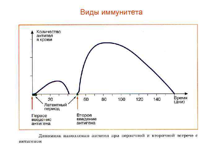 Виды иммунитета 