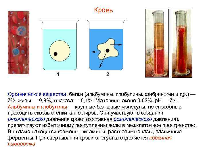       Кровь Органические вещества: белки (альбумины, глобулины, фибриноген и