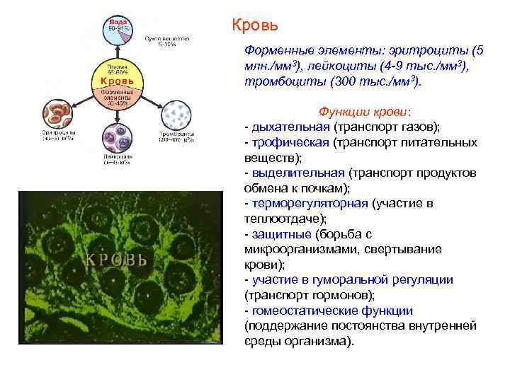 Кровь Форменные элементы: эритроциты (5 млн. /мм 3), лейкоциты (4 -9 тыс. /мм 3),