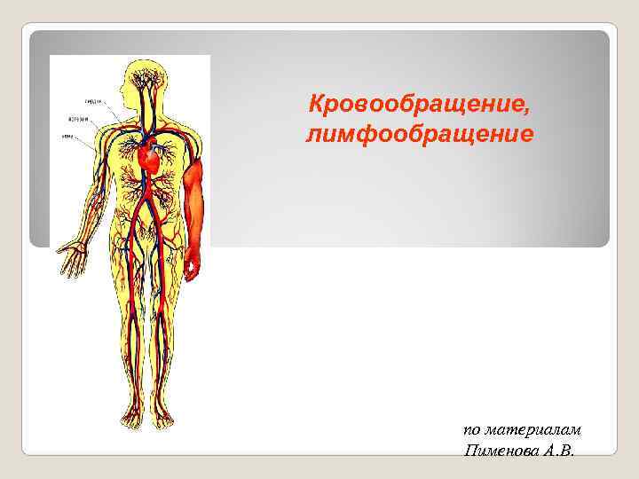 Кровообращение, лимфообращение    по материалам  Пименова А. В. 