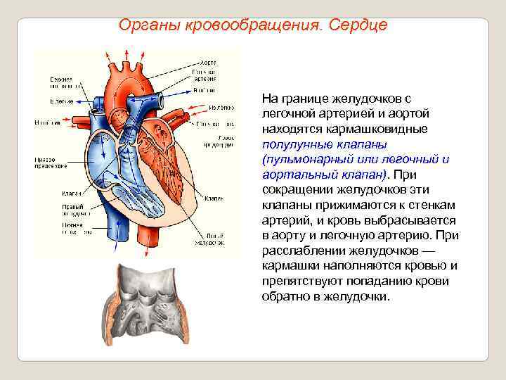 Органы кровообращения. Сердце    На границе желудочков с    легочной