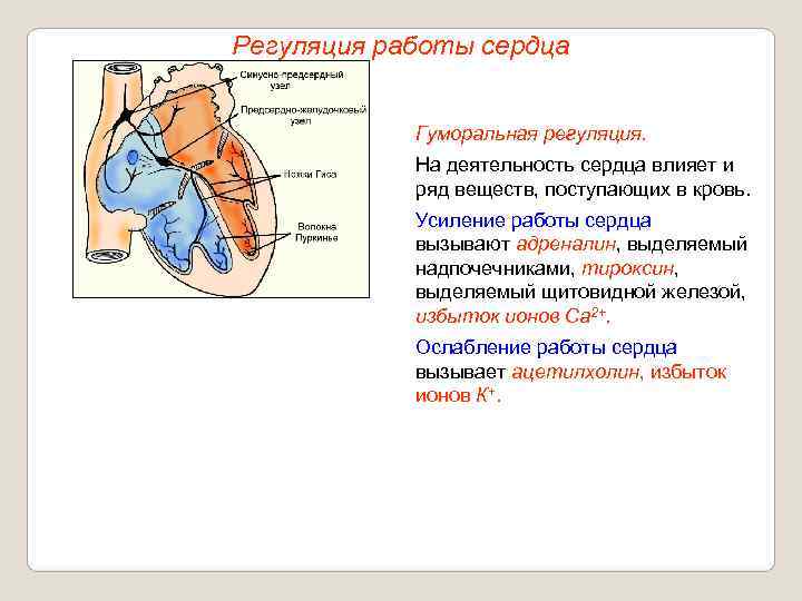 Регуляция работы сердца    Гуморальная регуляция.   На деятельность сердца влияет