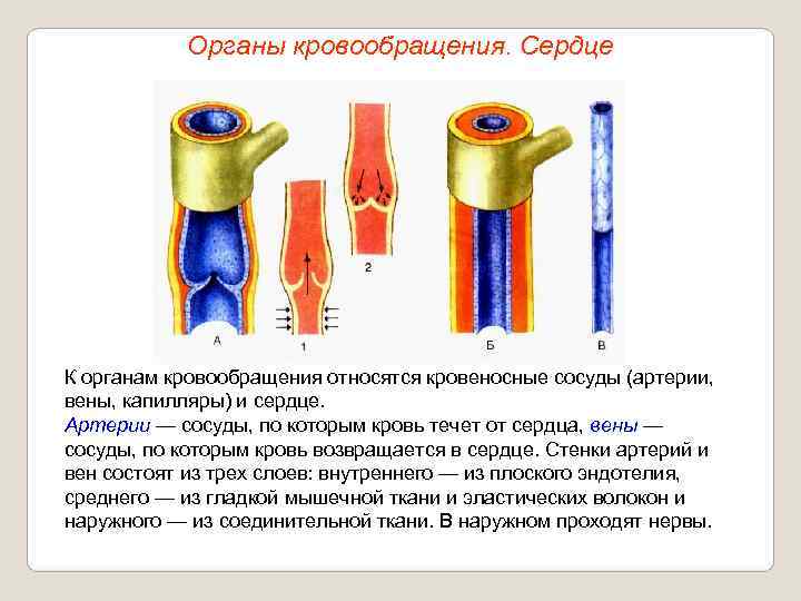   Органы кровообращения. Сердце К органам кровообращения относятся кровеносные сосуды (артерии, вены, капилляры)