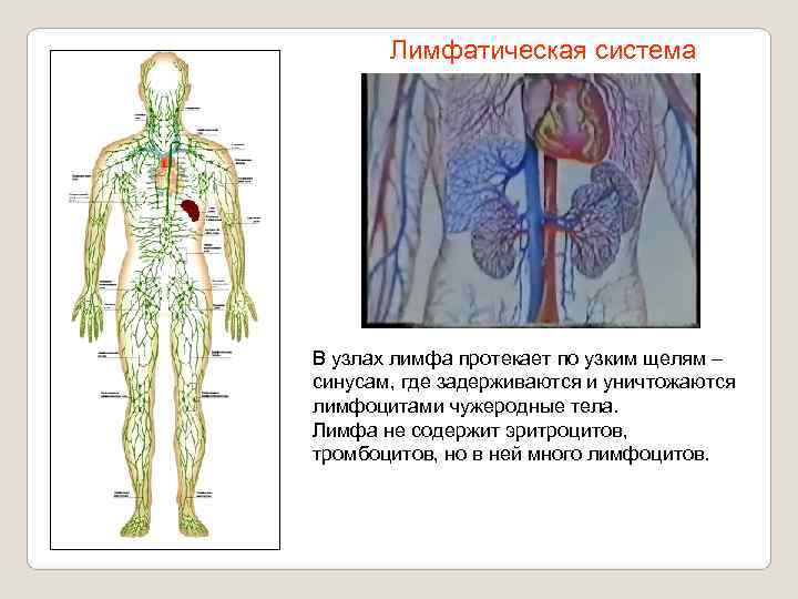   Лимфатическая система В узлах лимфа протекает по узким щелям – синусам, где