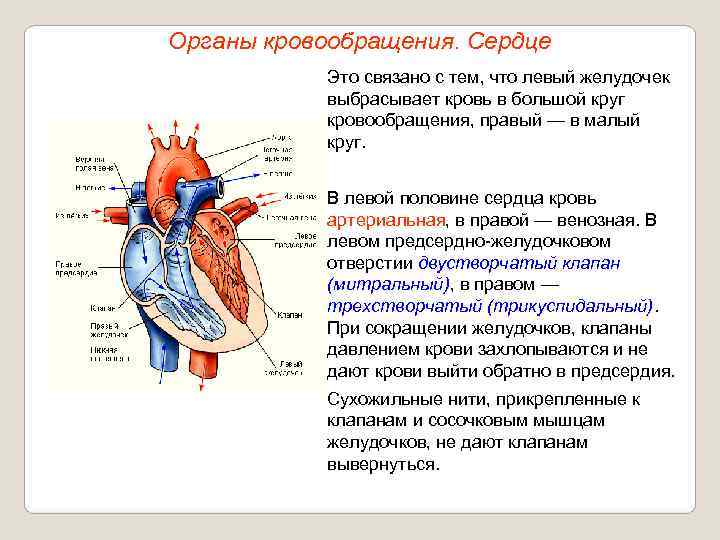 Что входит в кровообращения. Органы кровообращения. Система органов кровообращения. Сердце орган кровообращения. Система органов кровообращения сердце.