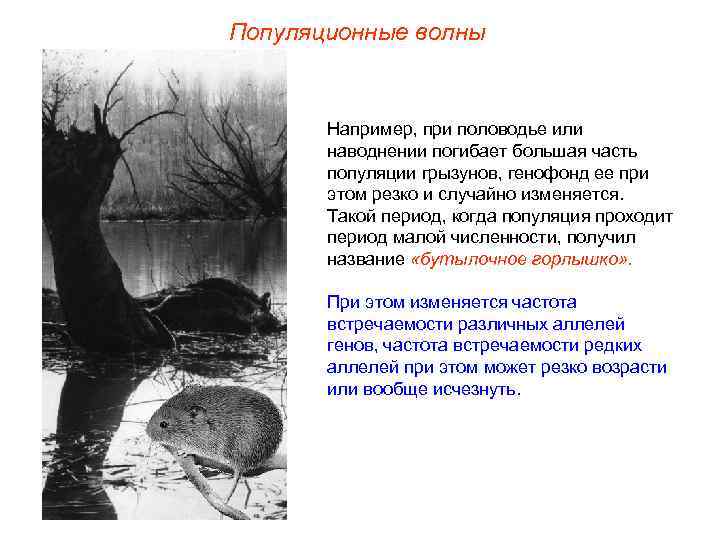 Популяционные волны   Например, при половодье или  наводнении погибает большая часть 