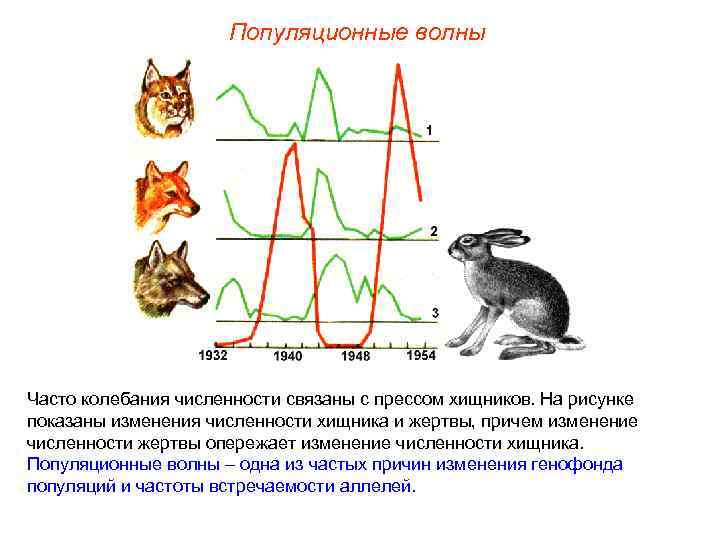     Популяционные волны Часто колебания численности связаны с прессом хищников.