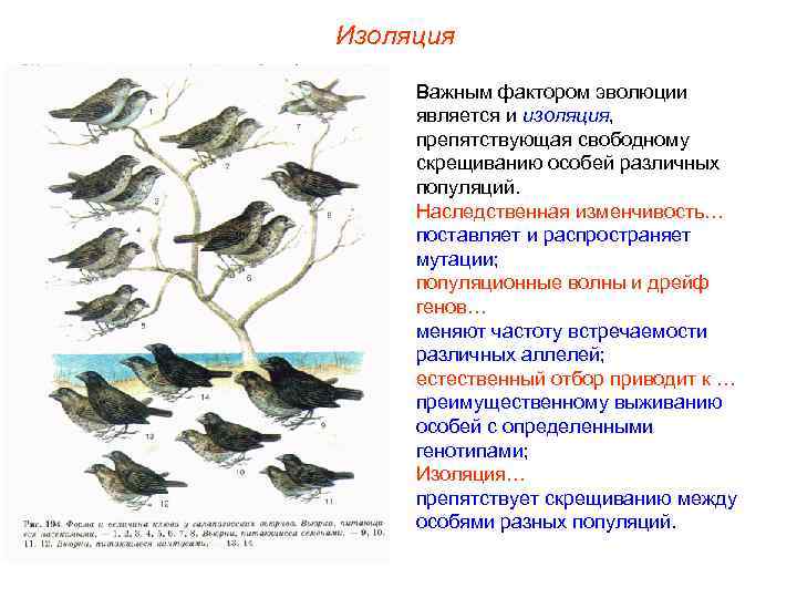 Изоляция  Важным фактором эволюции является и изоляция,  препятствующая свободному скрещиванию особей различных
