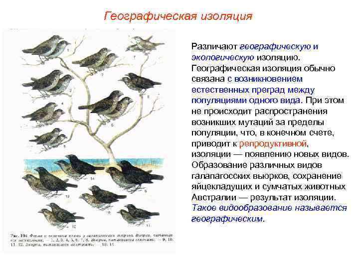 Географическая изоляция    Различают географическую и   экологическую изоляцию.  