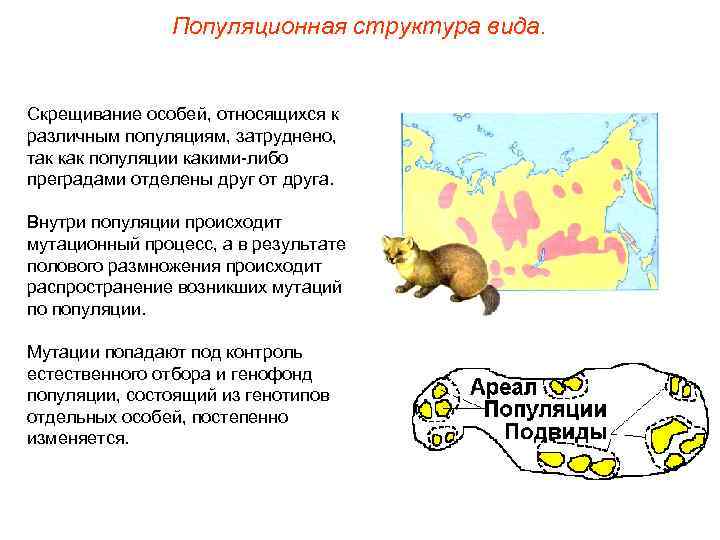     Популяционная структура вида.  Скрещивание особей, относящихся к различным популяциям,