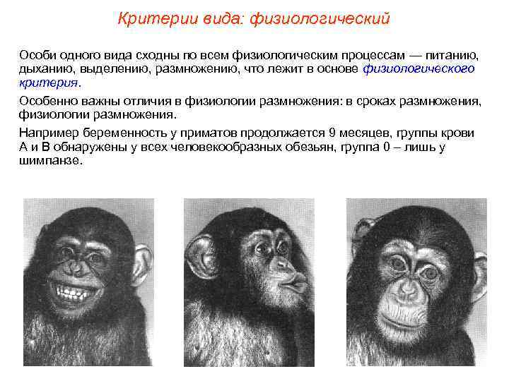    Критерии вида: физиологический Особи одного вида сходны по всем физиологическим процессам