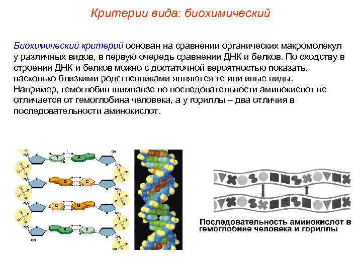     Критерии вида: биохимический Биохимический критерий основан на сравнении органических макромолекул