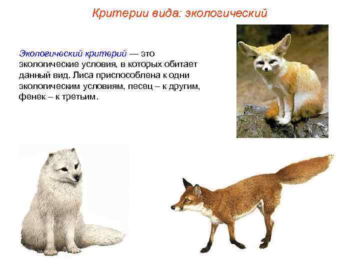     Критерии вида: экологический  Экологический критерий — это экологические условия,