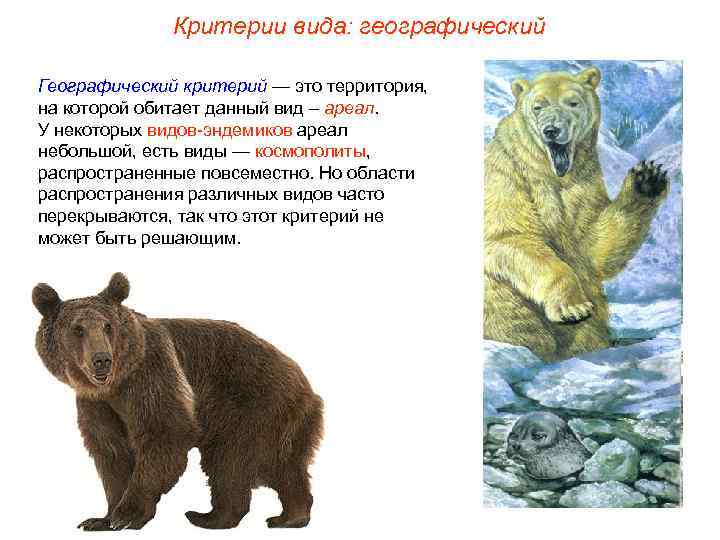    Критерии вида: географический Географический критерий — это территория, на которой обитает