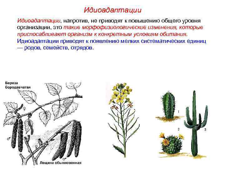      Идиоадаптации, напротив, не приводят к повышению общего уровня организации,