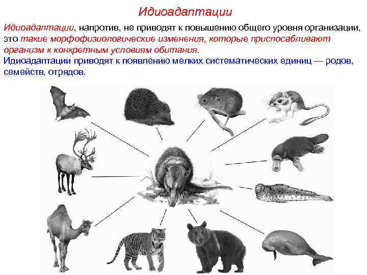      Идиоадаптации, напротив, не приводят к повышению общего уровня