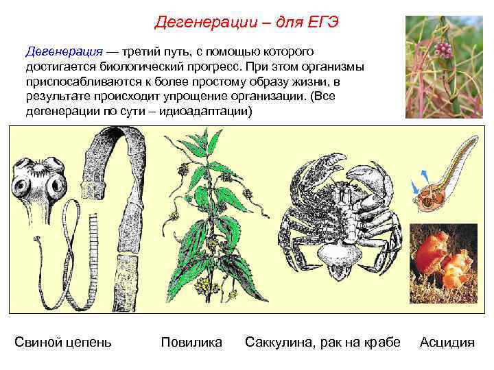      Дегенерации – для ЕГЭ Дегенерация — третий путь, с