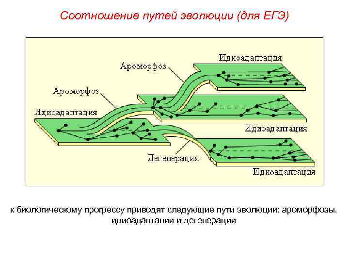   Соотношение путей эволюции (для ЕГЭ) к биологическому прогрессу приводят следующие пути