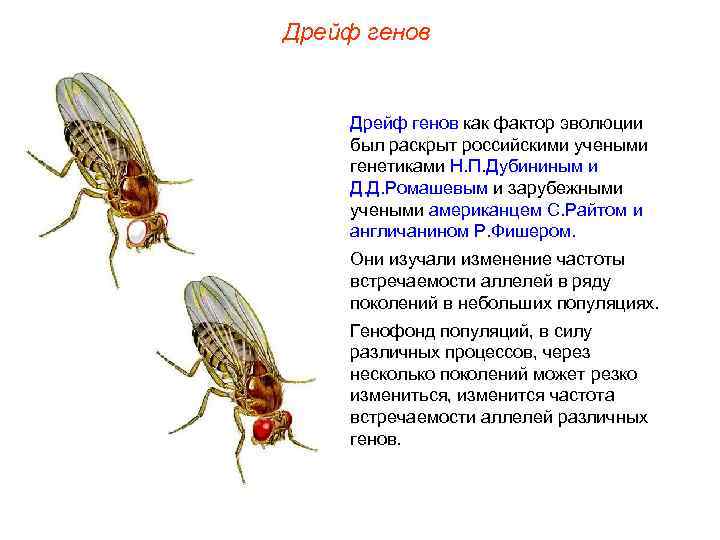 Дрейф генов как фактор эволюции был раскрыт российскими учеными генетиками Н. П. Дубининым и