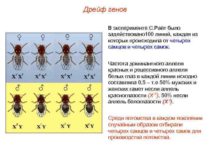 Дрейф генов презентация