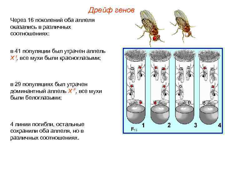 Дрейф генов презентация