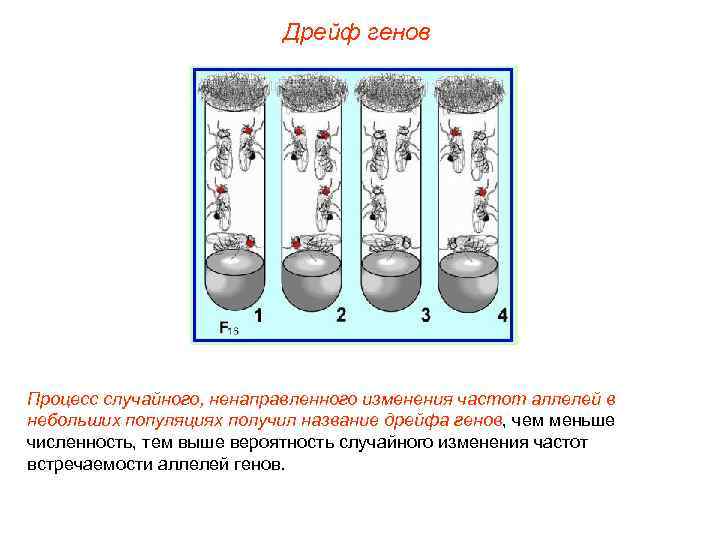      Дрейф генов Процесс случайного, ненаправленного изменения частот аллелей в