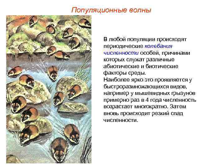 Популяционные волны   В любой популяции происходят  периодические колебания  численности особей,