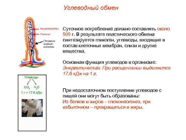 Углеводный обмен  Суточное потребление должно составлять около 500 г. В результате пластического обмена