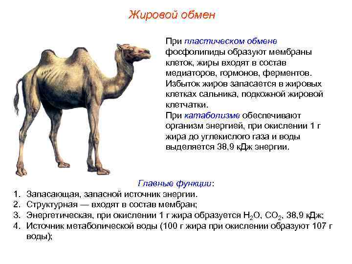       Жировой обмен      