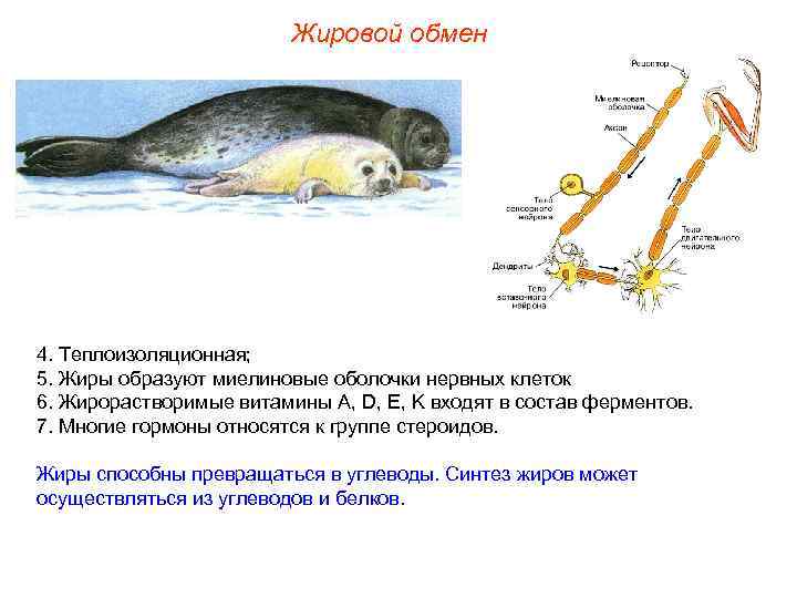      Жировой обмен 4. Теплоизоляционная; 5. Жиры образуют миелиновые оболочки