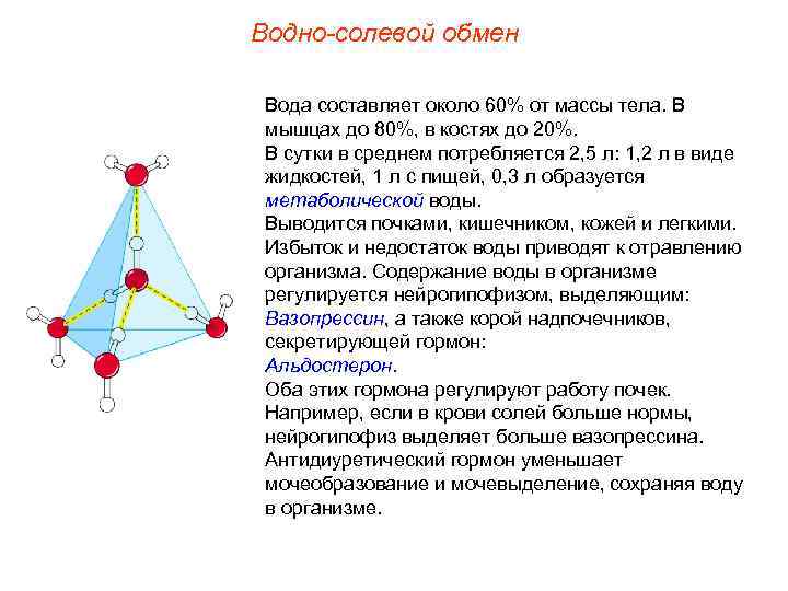 Водно-солевой обмен  Вода составляет около 60% от массы тела. В мышцах до 80%,