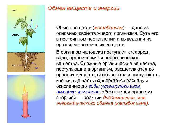 Обмен веществ и энергии Обмен веществ (метаболизм) — одно из  основных свойств живого