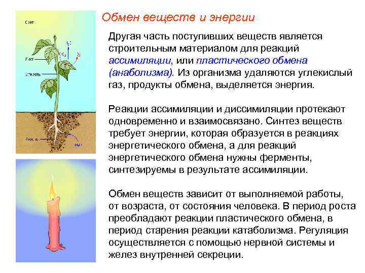 Обмен веществ и энергии Другая часть поступивших веществ является строительным материалом для реакций ассимиляции,