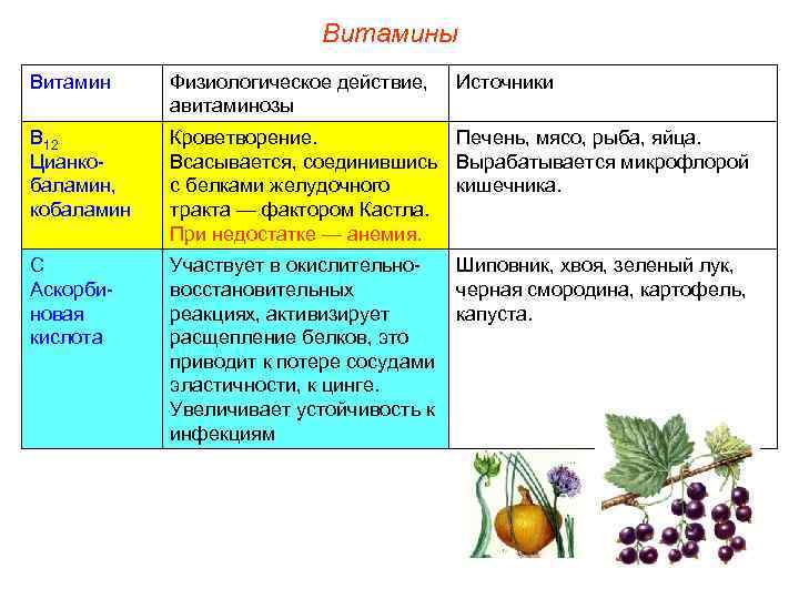      Витамины Витамин Физиологическое действие, Источники   авитаминозы В