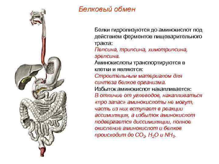 Белковый обмен Белки гидролизуются до аминокислот под  действием ферментов пищеварительного  тракта: Пепсина,