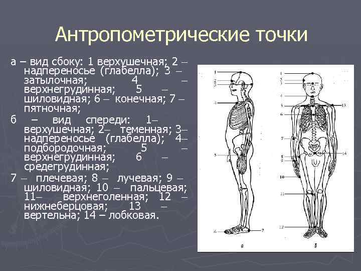 Физикальное исследование костно мышечной системы иллюстрированное руководство гросс джеффри