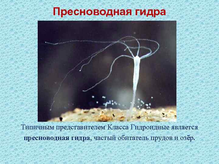    Пресноводная гидра Типичным представителем Класса Гидроидные является пресноводная гидра, частый обитатель