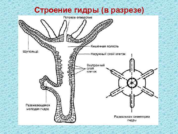 Строение гидры (в разрезе) 